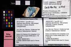 Foto (Objket + Etiketten) von Galatheites zitteli (Moericke, 1889) 